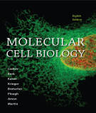 Ebook Molecular cell biology (8/E): Part 1