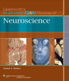 Ebook Lippincott's illustrated Q&A review of neuroscience: Part 2