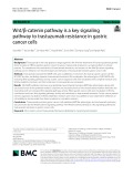 Wnt/β-catenin pathway is a key signaling pathway to trastuzumab resistance in gastric cancer cells