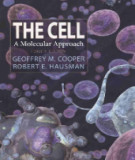 Ebook The cell - A molecular approach (4/E): Part 1