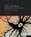 Ebook The central nervous system - Structure and function (4/E): Part 1
