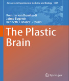 Ebook The plastic brain