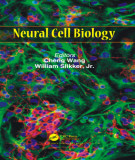 Ebook Neural cell biology
