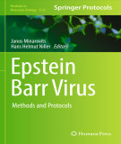 Ebook Epstein barr virus: Methods and protocols