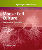 Ebook Mouse cell culture - Methods and protocols: Part 1