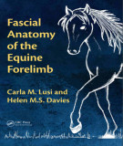 Ebook Fascial anatomy of the equine forelimb: Part 2