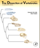 Ebook The dissection of vertebrates (2/E): Part 2