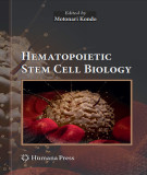 Ebook Hematopoietic stem cell biology