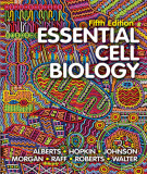 Ebook Essential cell biology (5/E): Part 2
