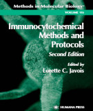 Ebook Immunocytochemical methods and protocols (Second edition)