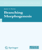 Ebook Branching morphogenesis