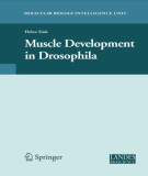 Ebook Muscle development in drosophila