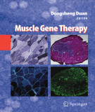 Ebook Muscle gene therapy