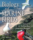 Ebook Biology of marine birds