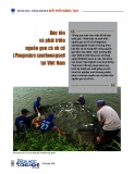 Bảo tồn và phát triển nguồn gen cá vồ cờ (Pangasius sanitwongsei) tại Việt Nam