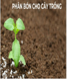 Sử dụng phân bón cho cây ăn quả