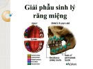 Bài giảng Giải phẫu sinh lý răng miệng