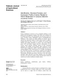 Identification, structural analysis, and expression profile of genes related to starch metabolism in cassava (Manihot esculenta Crantz)