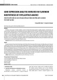 Gene expression analysis involved in flavonoid biosynthesis of Phyllanthus amarus