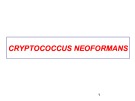 Bài giảng Cryptococcus neoformans