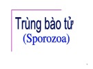 Bài giảng Trùng bào tử (Sporozoa)