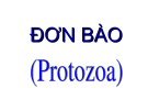 Bài giảng Đơn bào (Protozoa)