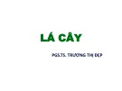 Bài giảng Lá cây - PGS.TS. Trương Thị Đẹp