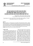 Kết quả nghiên cứu tuyển chọn mẫu giống cây hương nhu trắng (Ocimum gratissimum L.) cho năng suất dược liệu và hàm lượng hoạt chất cao