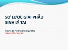 Bài giảng Sơ lược giải phẫu sinh lý tai - PGS. TS. BS. Phùng Minh Lương