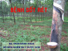 Bài giảng Bệnh sốt rét - BS. Trần Đăng Khoa