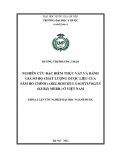 Khóa luận tốt nghiệp: Nghiên cứu đặc điểm đặc điểm thực vật và đánh giá sơ bộ chất lượng dược liệu loài Sâm bố chính (Abelmoschus sagittifolius (Kurz) Merr.) ở Việt Nam