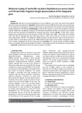 Molecular typing of methicillin-resistant Staphylococcus aureus based on PCR restriction fragment length polymorphism of the Coagulase gene