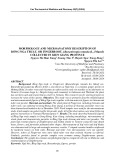 Morphology and microanatomy description of Bồng Nga truật, or fingerroot, (Boesenbergia rotunda (L.) Mansf) collected in Kien Giang province