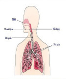 Nhận định người mắc bệnh ở cơ quan hô hấp