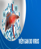 Bệnh viêm gan virus (Bệnh học cơ sở)