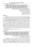 Nghiên cứu đặc điểm lâm sàng, cận lâm sàng và vai trò của procalcitonin trong định hướng điều trị kháng sinh ở bệnh nhân viêm phổi bệnh viện tại Bệnh viện Đa khoa tỉnh Kiên Giang năm 2023-2024