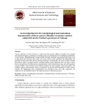 An investigation into the morphological and anatomical characteristics of three cassava (Manihot esculenta) varieties collected from the Northern provinces of Vietnam