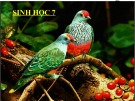 Bài giảng Khoa học tự nhiên 7 - Bài 41: Một số yếu tố ảnh hưởng và điều hòa, điều khiển sinh sản ở sinh vật (Sách Kết nối tri thức)