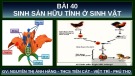 Bài giảng Khoa học tự nhiên 7 - Bài 40: Sinh sản hữu tính ở sinh vật (Sách Kết nối tri thức)