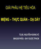 Bài giảng Giải phẫu hệ tiêu hóa: Miệng, thực quản và dạ dày - TS.BS. Nguyễn Hoàngvũ