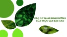 Bài giảng Các cơ quan dinh dưỡng của thực vật bậc cao - TS. Hoàng Quỳnh Hoa