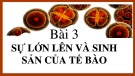 Bài giảng Khoa học tự nhiên 6 - Bài 20: Sự lớn lên và sinh sản của tế bào (Sách Kết nối tri thức)
