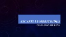 Bài giảng Ascaris lumbricoides - PGS.TS. Trần Thị Hồng