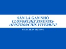 Bài giảng Sán lá gan nhỏ Clonorchis sinensis - Opisthorchis viverrini - PGS. TS. Trần Thị Hồng