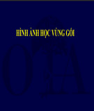 Bài giảng Hình ảnh học vùng gối