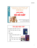Bài giảng Giải phẫu hệ hô hấp - ThS.BS. Hồ Nguyễn Anh Tuấn