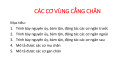 Bài giảng Các cơ vùng cẳng chân