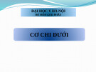 Bài giảng Cơ chi dưới - ĐH Y Hà Nội