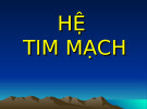 Bài giảng Hệ tim mạch