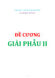 Đề cương Giải phẫu 2